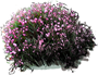Bog Rosemary